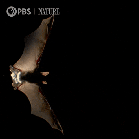bats