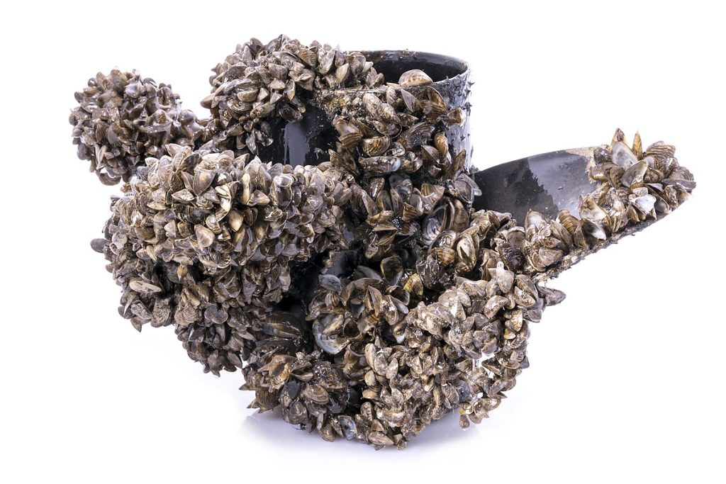 mussel
