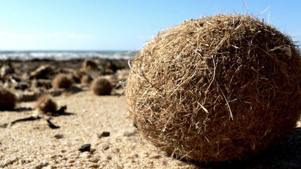 ball