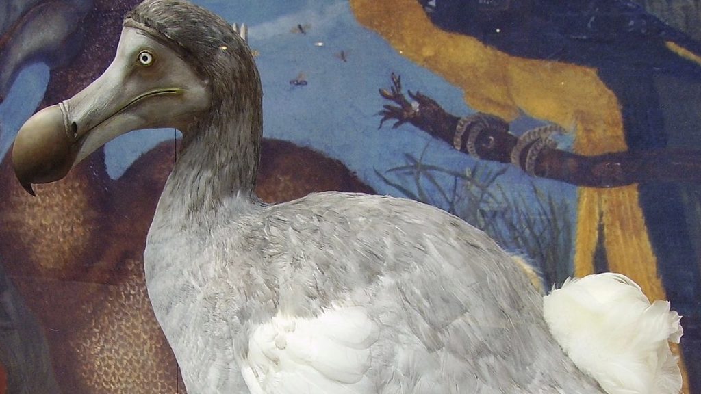 dodo