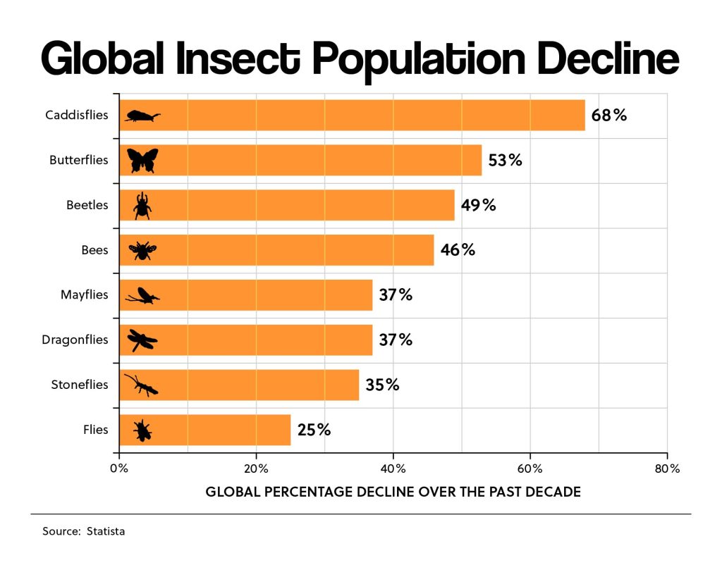 insect