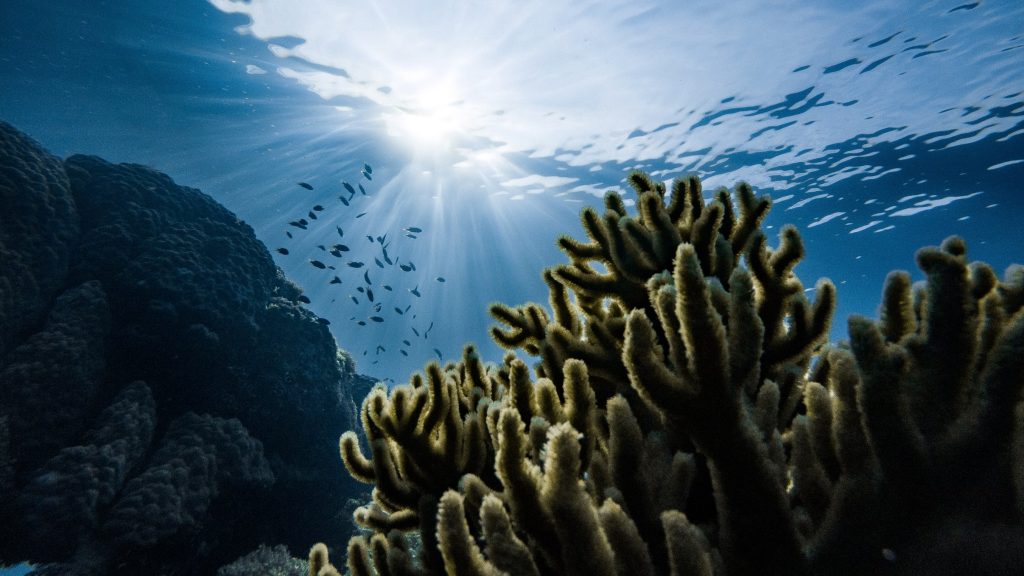 coral
