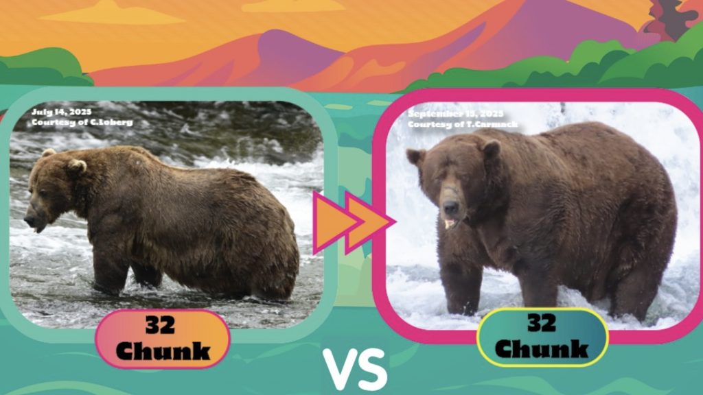 bears