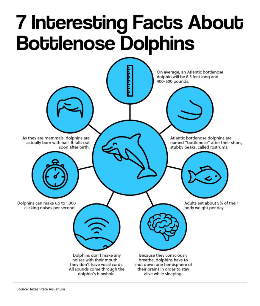 7 Interesting Facts About Bottlenose Dolphins