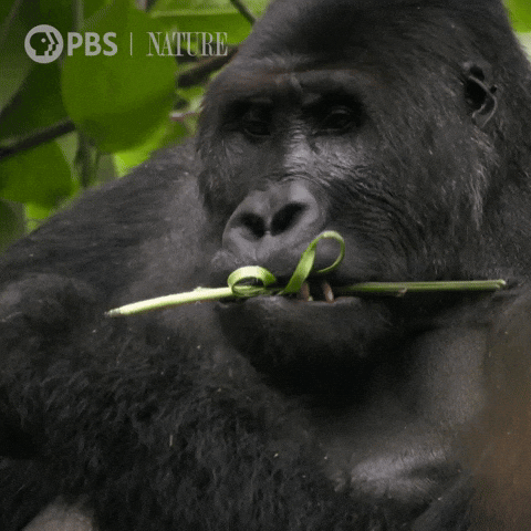 gorilla