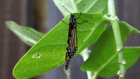 butterfly
