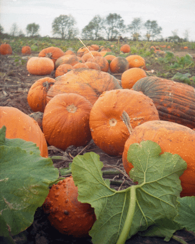 pumpkin