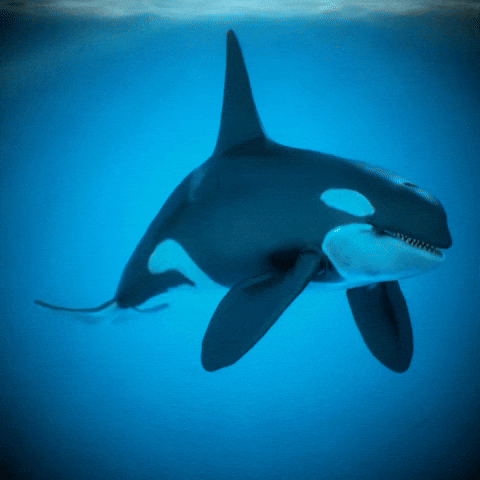 Orca