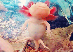 Axolotl