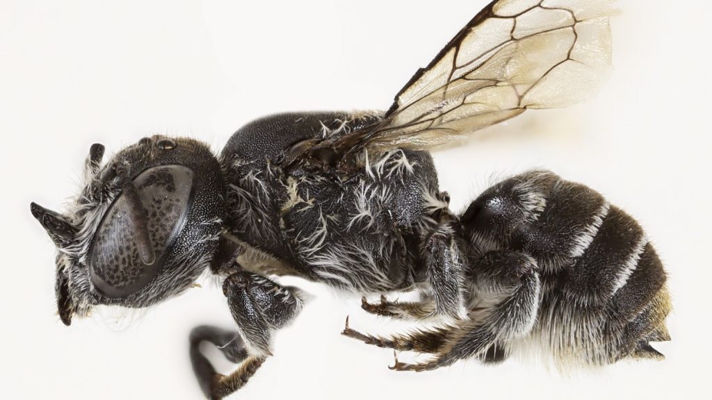bees