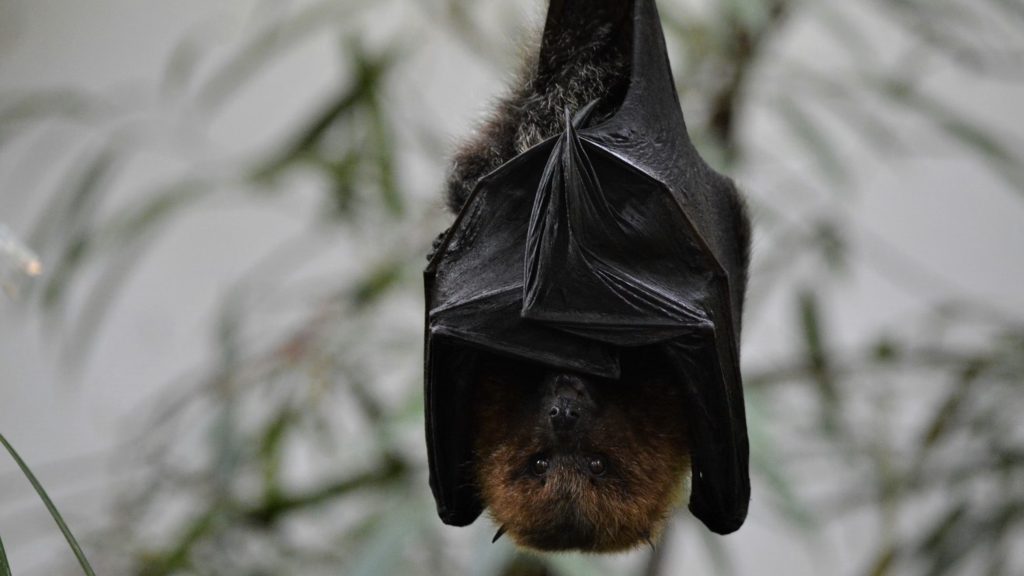 bats
