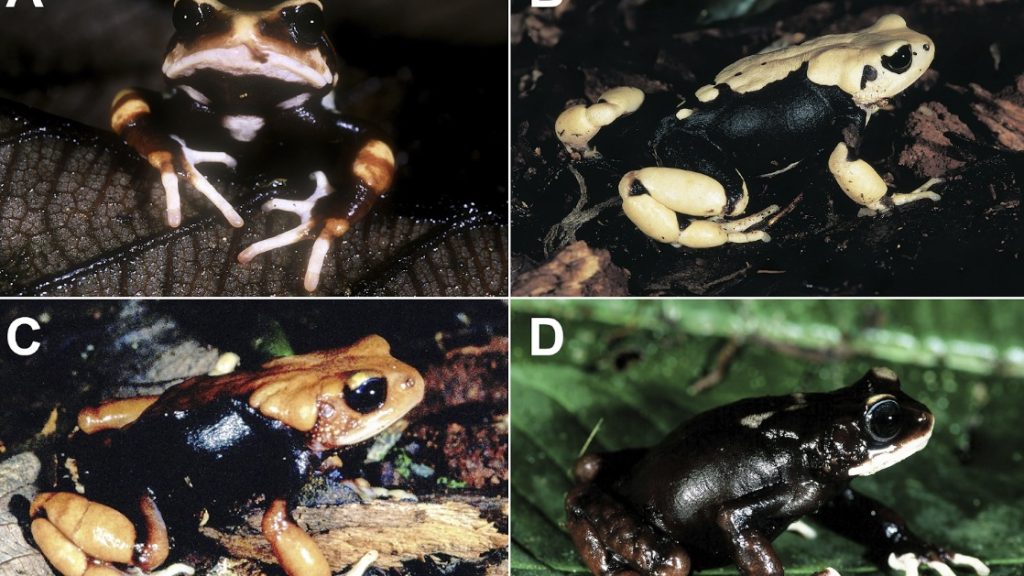 tadpoles