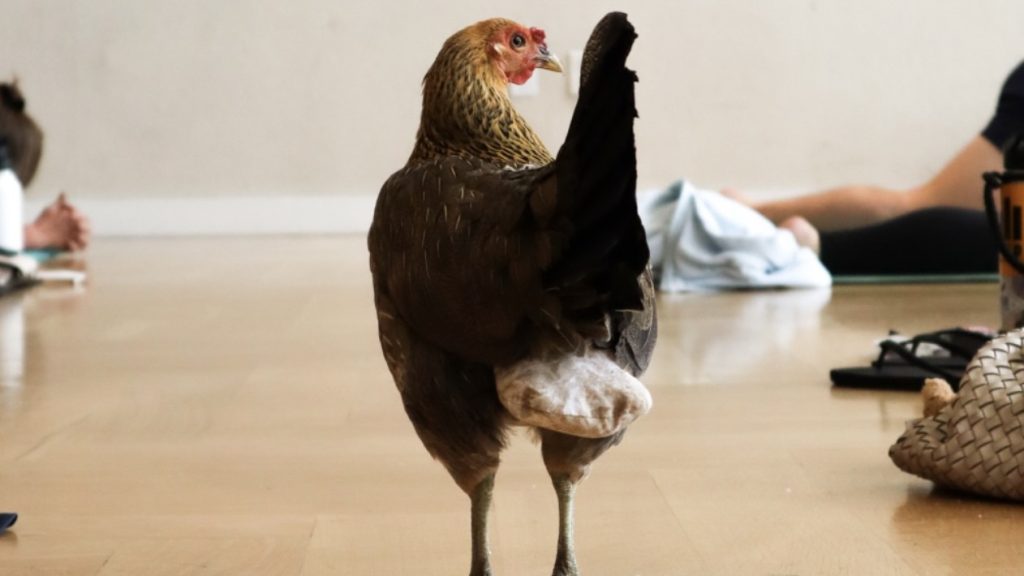 chicken