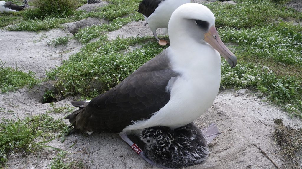 albatross