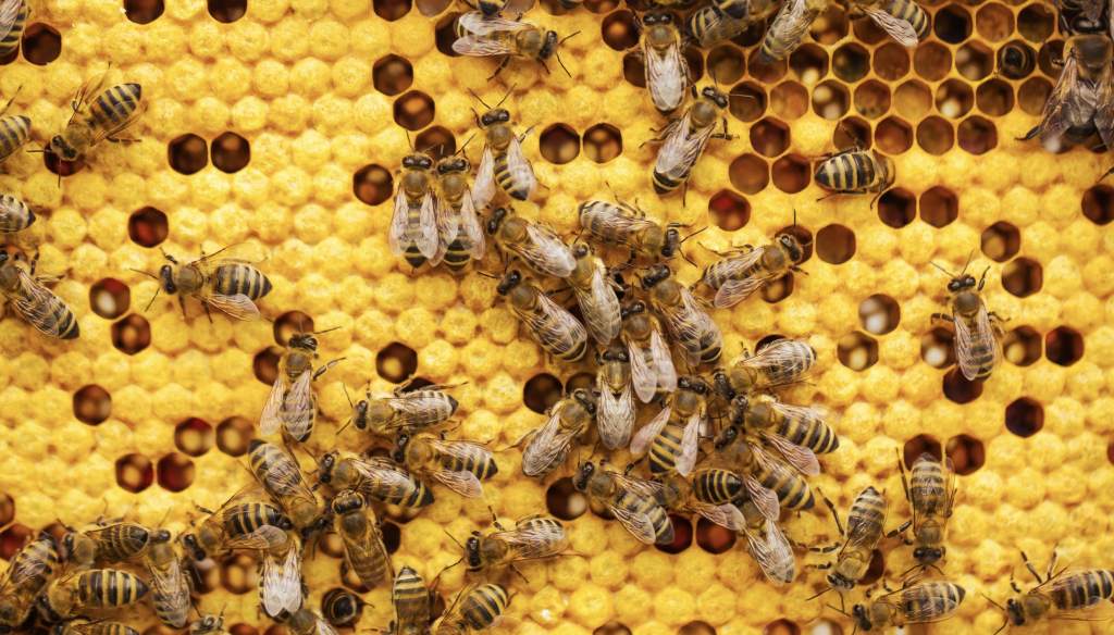 bees