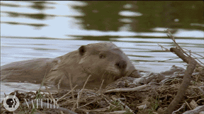 beaver