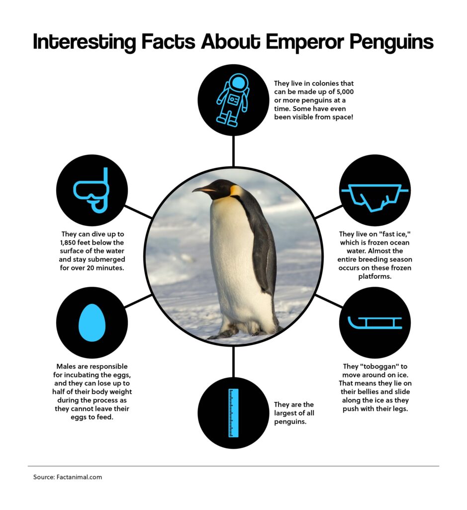 Interesting Facts About Emperor Penguins