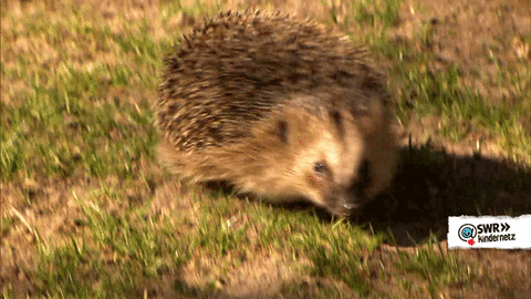 hedgehog