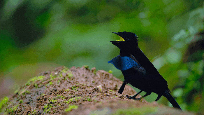 blackbird
