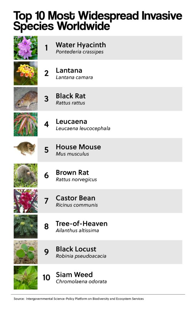 Top 10 Most Widespread Invasive Species Worldwide