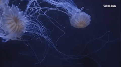 jellyfish