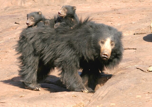 bear