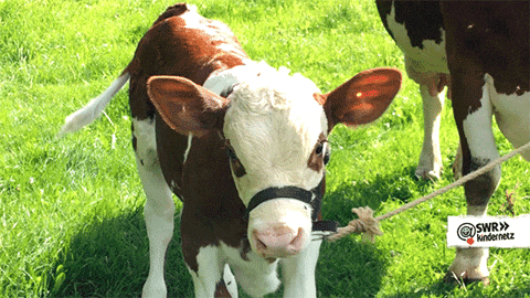 cow