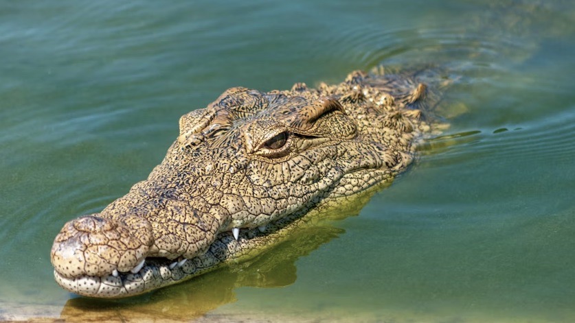 crocodile