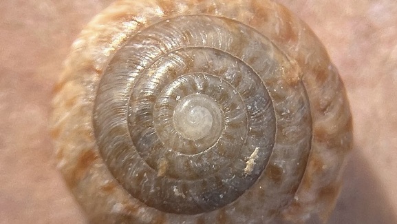 snail