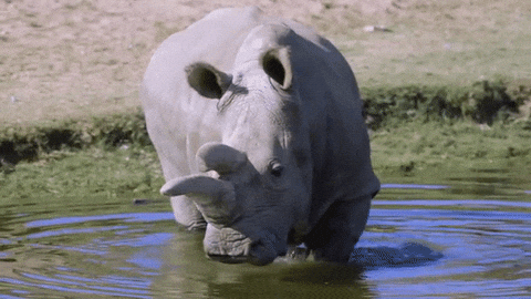rhino
