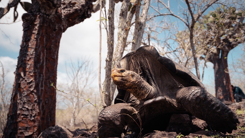 giant tortoise