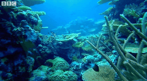 coral colony