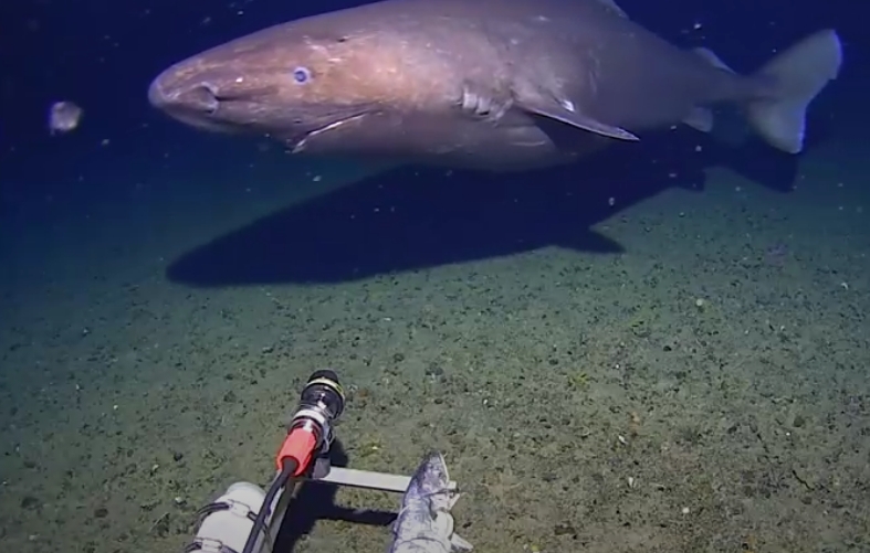 sleeper shark