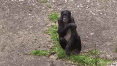 bonobos