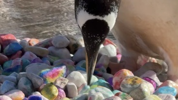 penguins