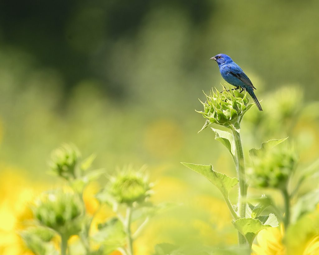 bird