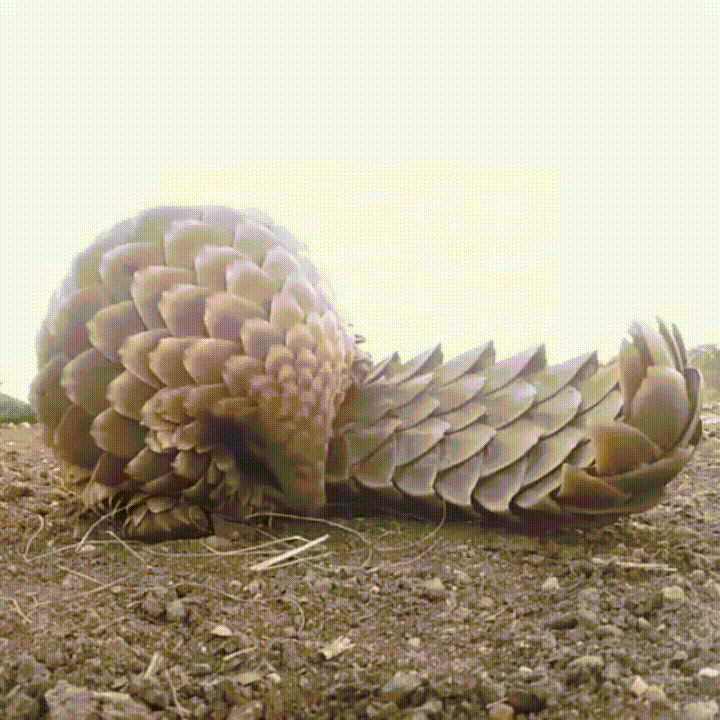 pangolin