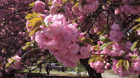 blossom