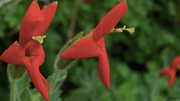 monkeyflower