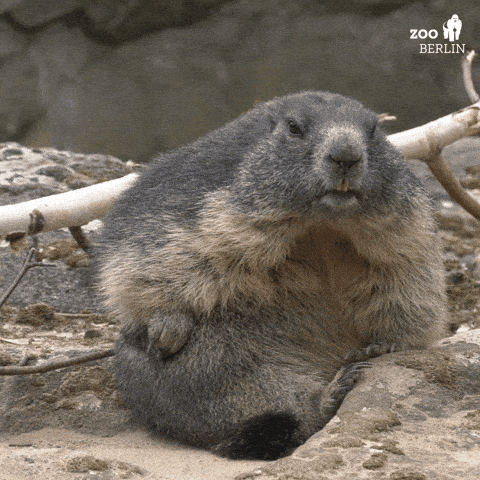 gif of a groundhog
