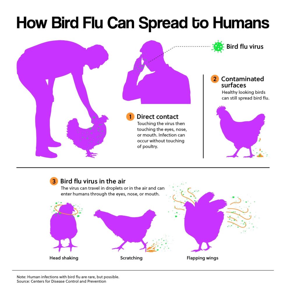 How Bird Flu Can Spread to Humans
