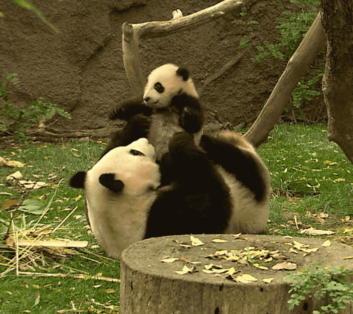 China To Send 2 Pandas To Two US Zoos