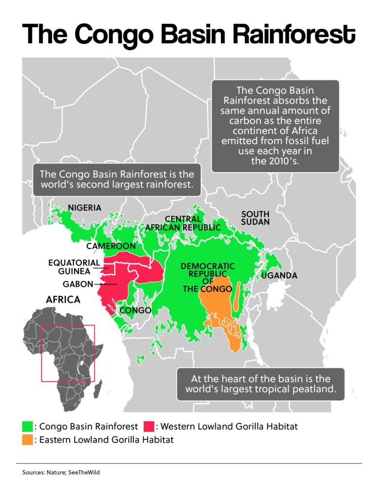 The Congo Basin Rainforest