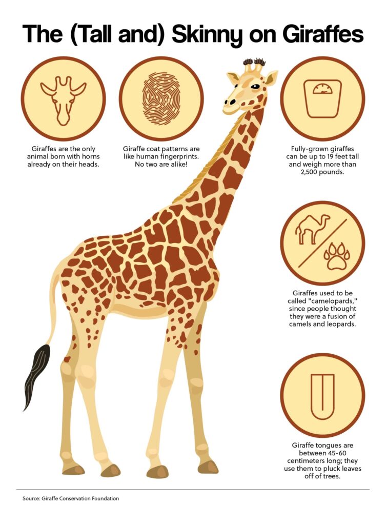 The (Tall and) Skinny on Giraffes