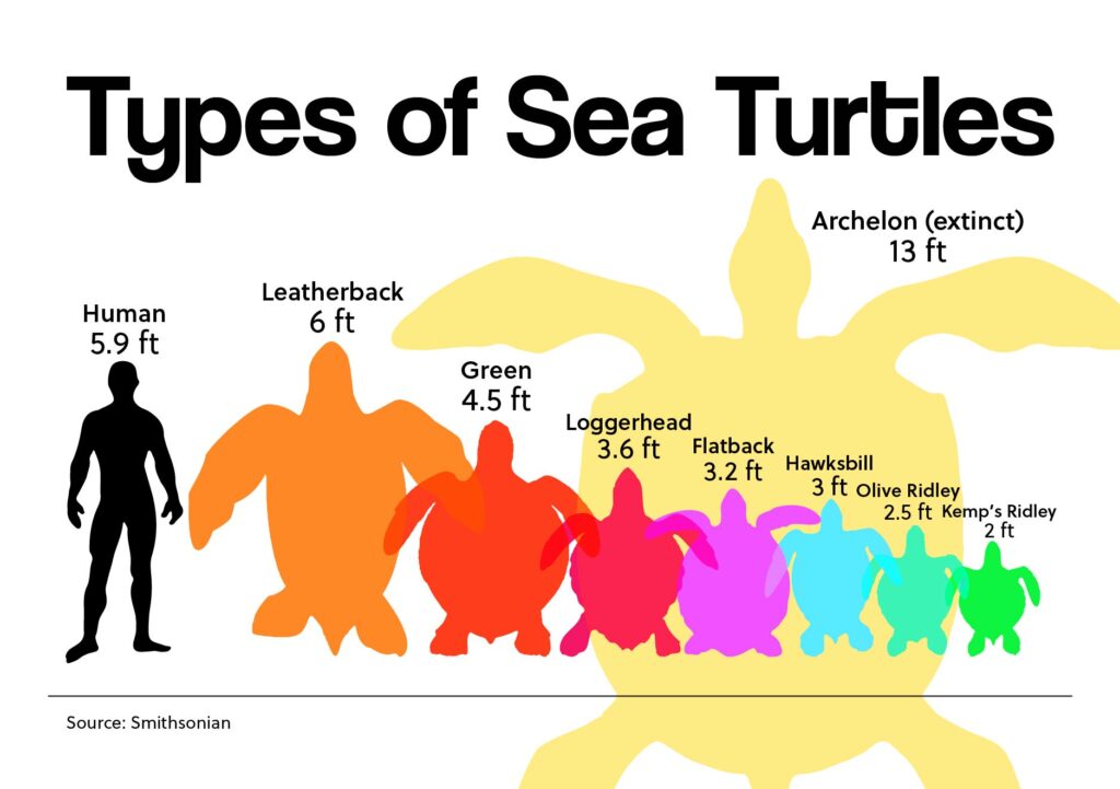 Types of Sea Turtles