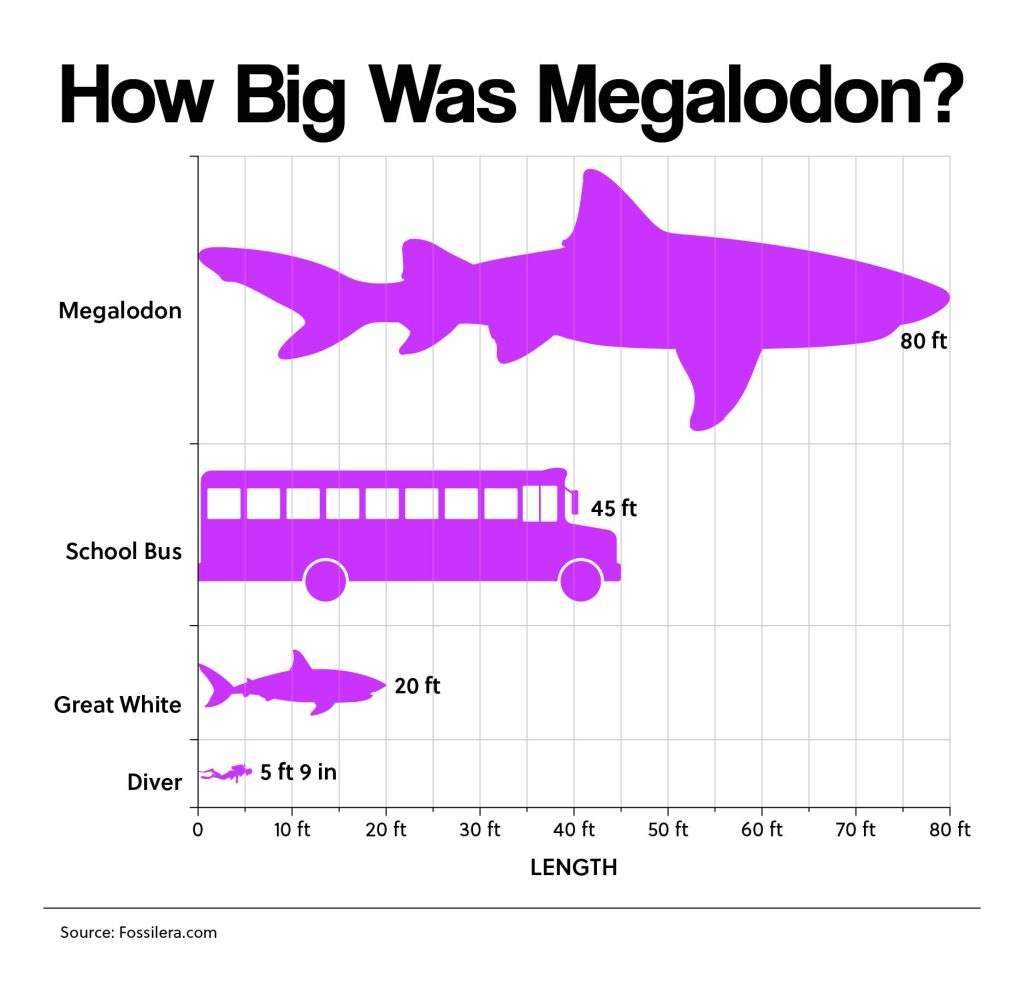 How Big Was Megalodon?
