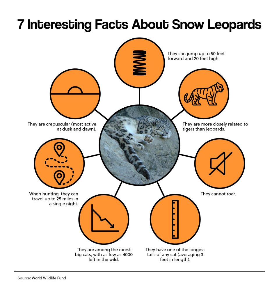 7 Interesting Facts About Snow Leopards
