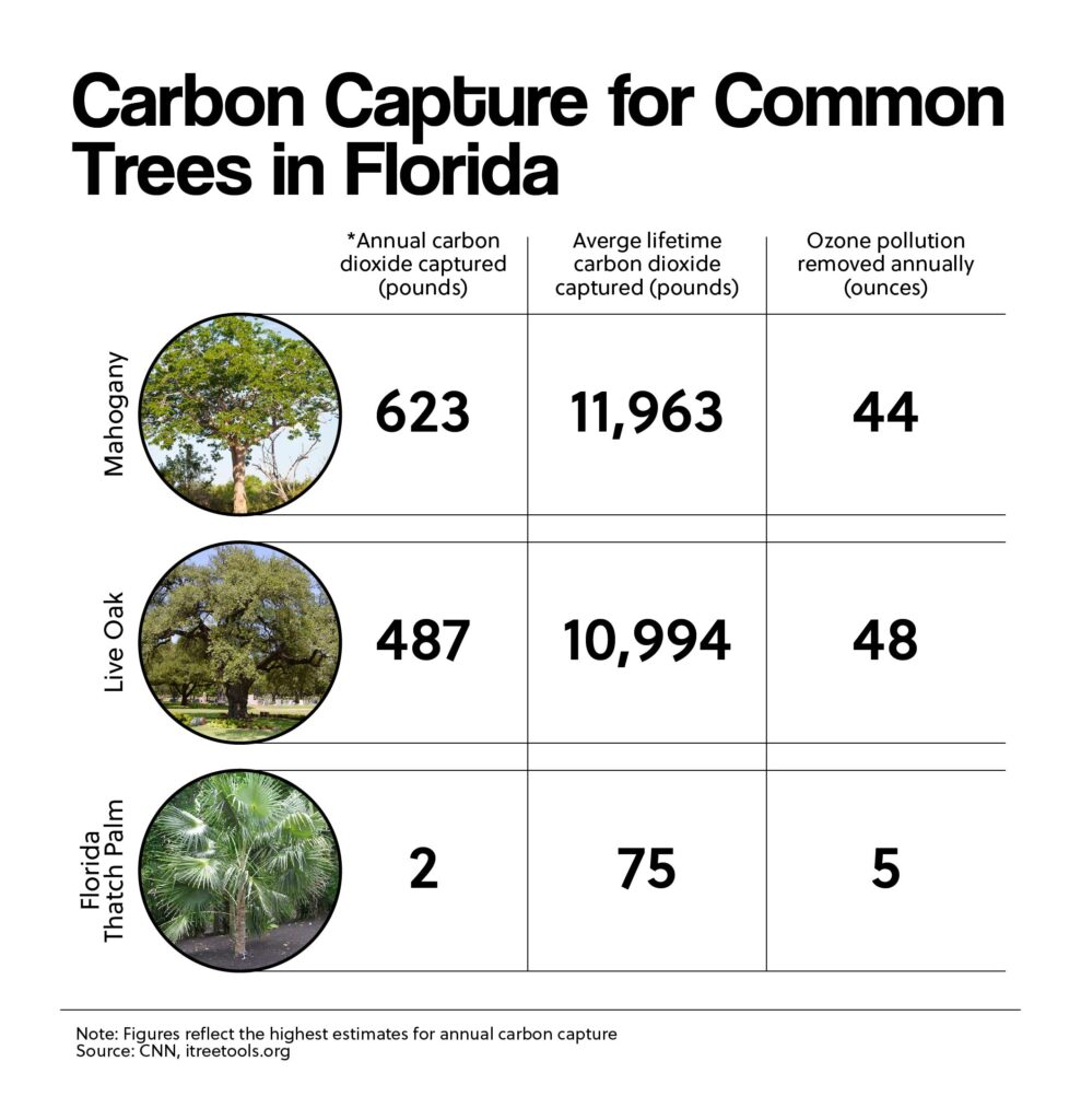 Carbon Capture for Common Trees in Florida