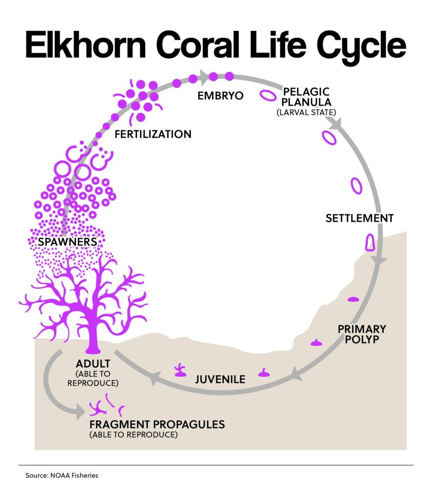 Elkhorn Coral Life Cycle