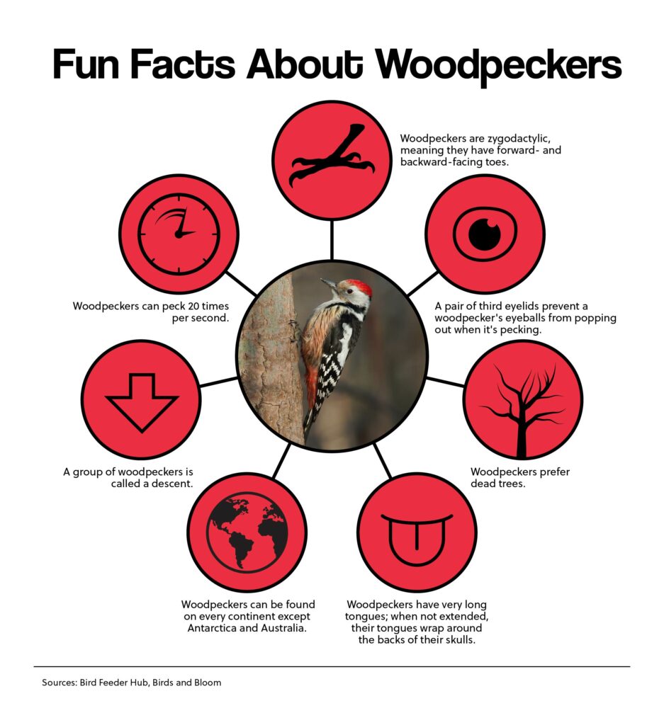 Fun Facts About Woodpeckers